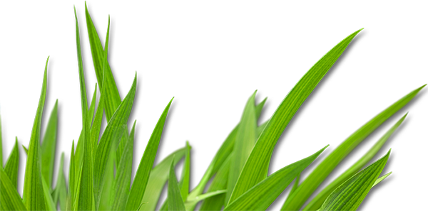 Grass